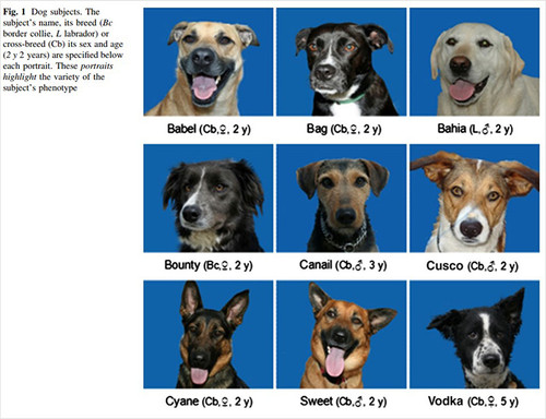 how dogs recognize each other research 5fd73856e998e 700.jpg