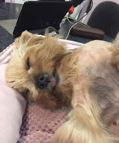 642540ab64637 cute old dogs.jpg