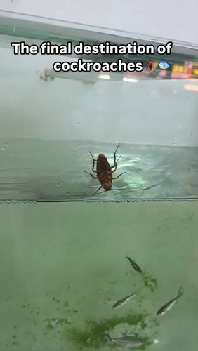 ISlfT6jMrI 0KiAu.jpg