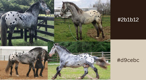 Brown Harlequin Draft.png