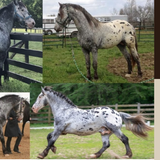 Brown Harlequin Draft