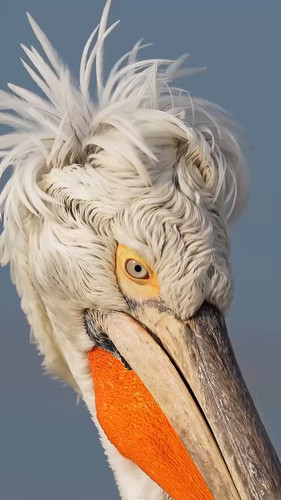 chH0u PlS38H1ASl.jpg