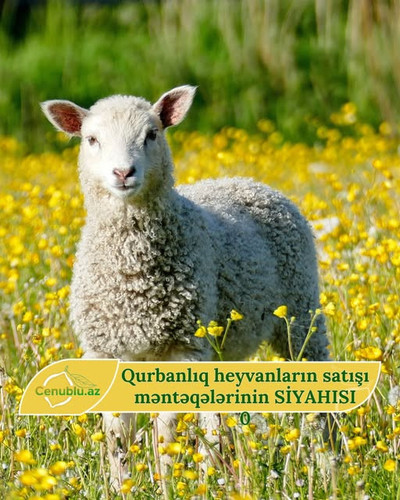 499934282 1626534808147156 8901887371245371472 n.jpg?stp=dst jpg s640x640 tt6& nc cat=107&ccb=1 7& n.jpg