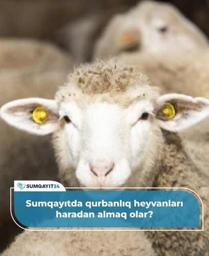 499974536 736422435407732 7834099564251894693 n.jpg?stp=dst jpg s640x640 tt6& nc cat=108&ccb=1 7& nc.jpg