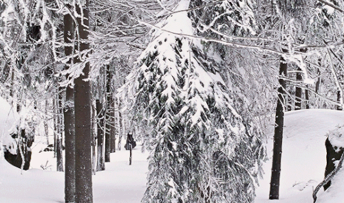 tumblr 5155aa871d93081ced71fd6f24dcc83e 402b7442 540.gif