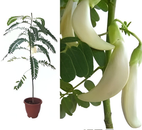 no perennial yes white heron flo.jpg