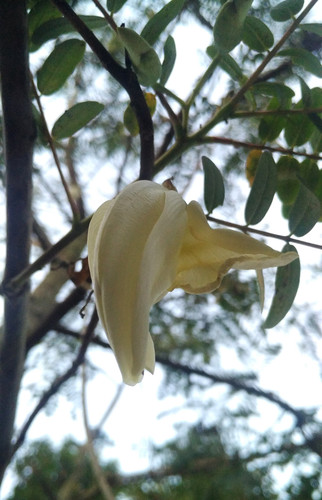 Bok ful বক ফুল in Assam.jpg