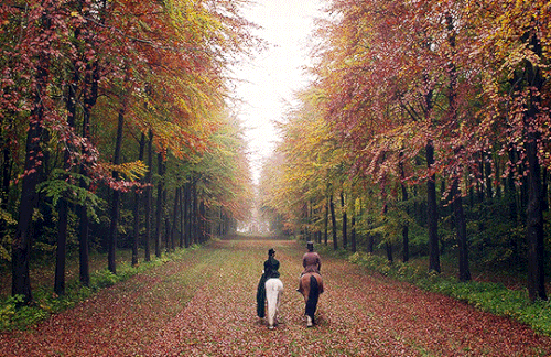 tumblr e47230bb2e92554a8d224eafdf48922b 62bcb7af 540.gif