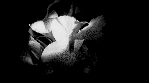 vlcsnap 2025 04 20 14h45m15s048.png