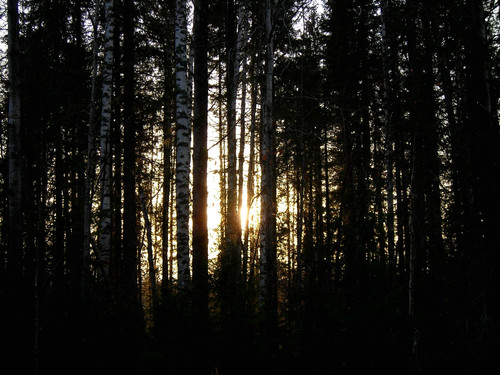 закат в лесу.jpg