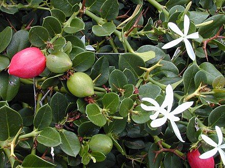 Carissa macrocarpa Wikipedia.jpg