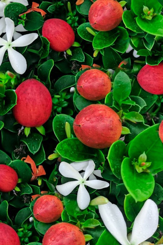 How to Grow and Care for Natal Plum.jpg