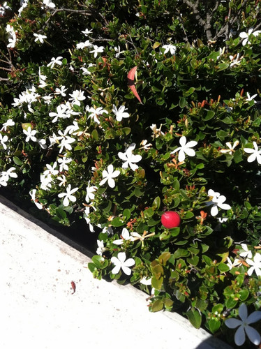 Natal Plum (Large Num Num).jpg