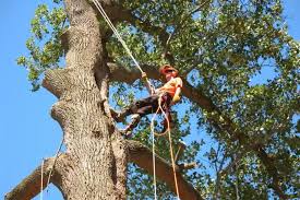 Trusted Tree Removal Sydney – Safe, Affordable & Professional Services.jpg
