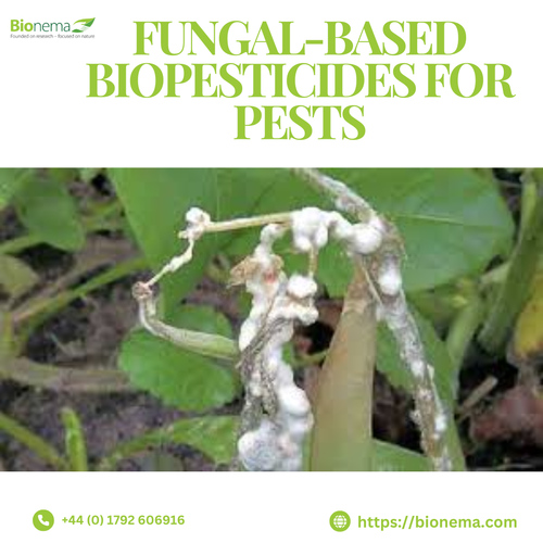 Fungal-Based Biopesticides: A Natural Approach to Pest Control.png