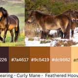 Exmoor Colored Draft