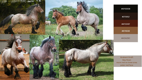 Bay Roan Brabant.jpg