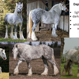 Light Grey Dapple Draft