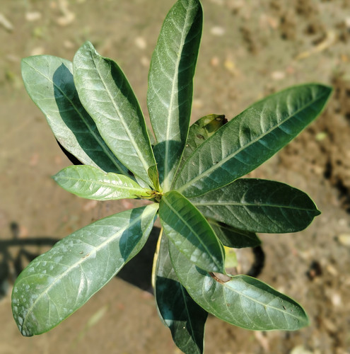 IMG 20250221 102432.jpg