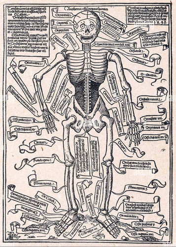 anatomia umana in un incisione del xv secolo 2bgn63j.jpg
