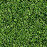 600px TiZeta clover(1)