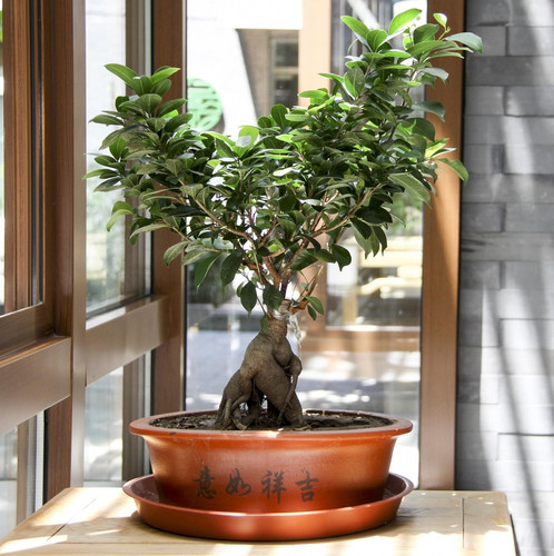 bonsai 3528236 1920.jpg