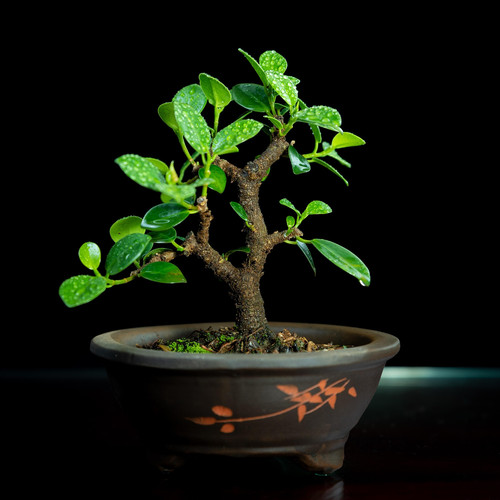 bonsai 8103407 1920.jpg