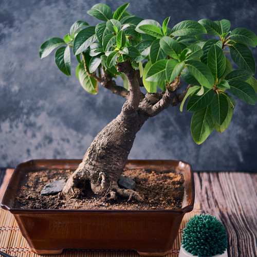 A vertical closeup shot of a small exotic plant growing in a pot.jpg