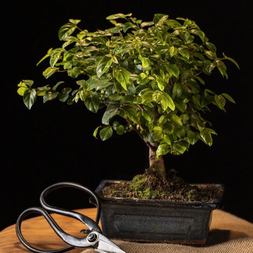 potted plant scissors table assortment.jpg