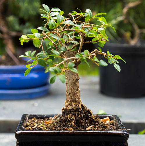 A vertical shot of a bonsai plant on a blurred background.jpg