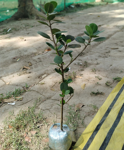 IMG 20250305 095356.jpg