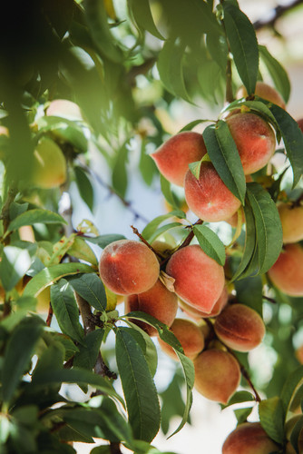 Almond Plant.jpg