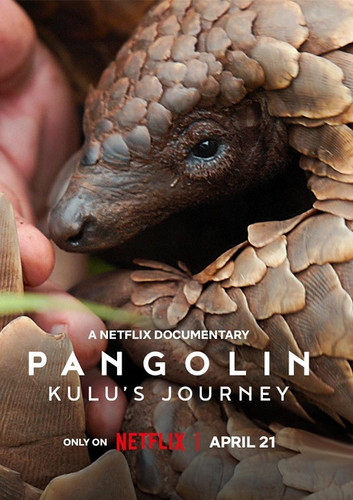 pangolin kulu s journey 548414154 large.jpg