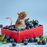 www.naked-ai.art - A red box of blue berries with a rat dancing inside