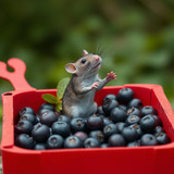 www.naked-ai.art - A red box of blue berries with a rat dancing inside