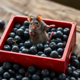 www.naked-ai.art - A red box of blue berries with a rat dancing inside