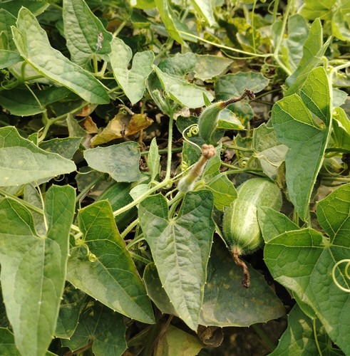 IMG 20250223 102125.jpg