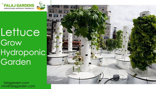 lettuce grow hydroponic garden.jpg