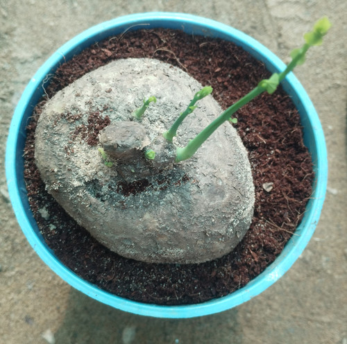 IMG 20241218 114158.jpg