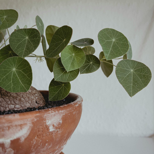 laura cleffmann RtWruqfjxNk unsplash.jpg