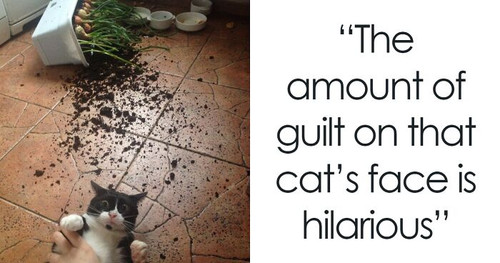 cats destroying things fb31 png 700.jpg