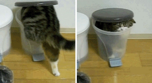 funny trash bin fails gifs coverimage2.jpg