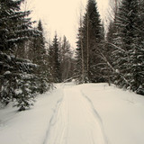 IMG 0079 1