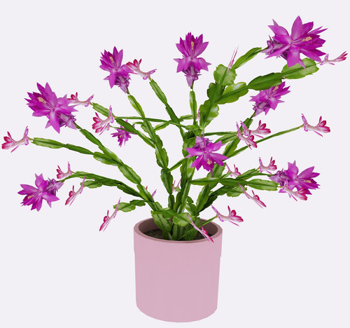 IMG 20250222 131319.jpg