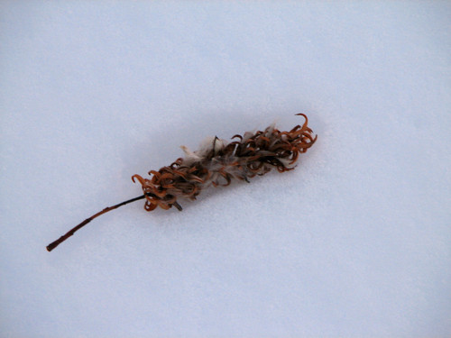 IMG 0112 1.jpg