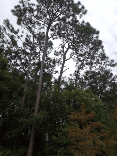 IMG 20241005 151527400 HDR.png