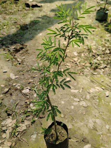 IMG 20250316 113159.jpg