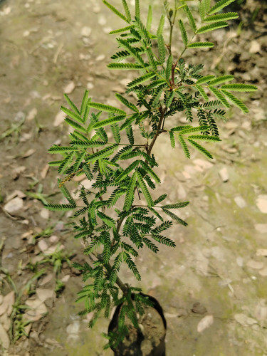 IMG 20250316 113215.jpg