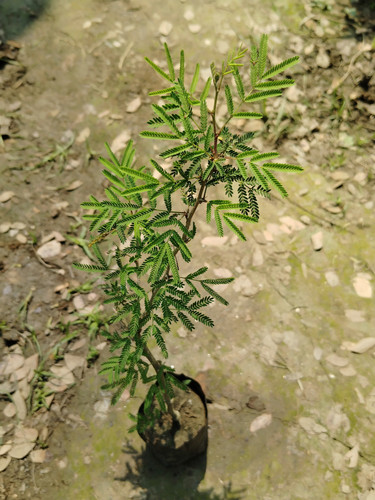 IMG 20250316 113153.jpg