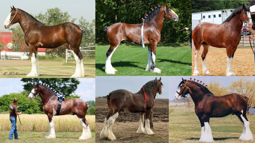 Bay Clydesdale